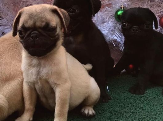 Safkan Pug Mops Bebekler görsel