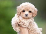 ÖZEL MALTİPOO BEBEKLER