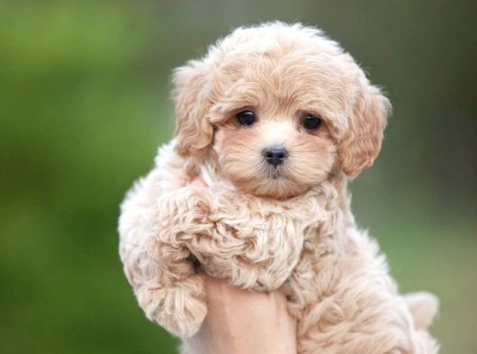 Özel Malti̇poo Bebekler
