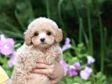 Özel Malti̇poo Bebekler