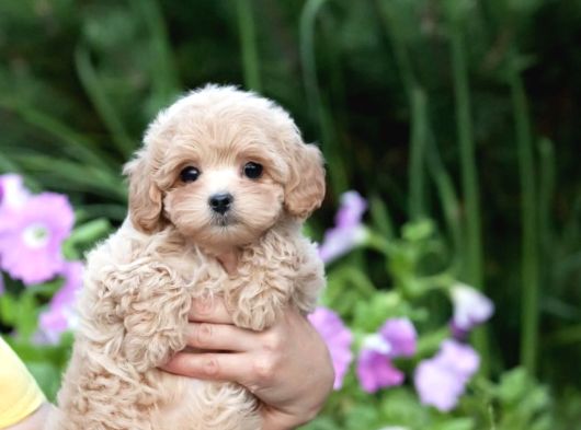 Özel Malti̇poo Bebekler görsel