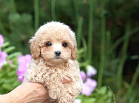 Özel Malti̇poo Bebekler görsel