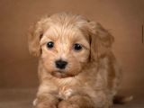 Safkan Malti̇poo Bebekleri̇mi̇z