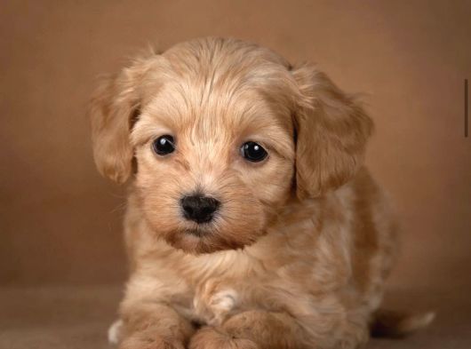 Safkan Malti̇poo Bebekleri̇mi̇z görsel