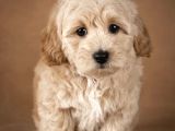 Safkan Malti̇poo Bebekleri̇mi̇z