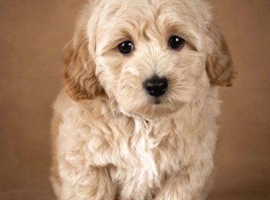 Safkan Malti̇poo Bebekleri̇mi̇z