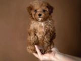 Safkan Malti̇poo Bebekleri̇mi̇z