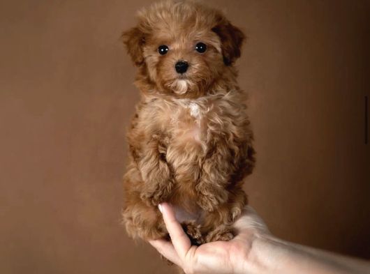 Safkan Malti̇poo Bebekleri̇mi̇z görsel