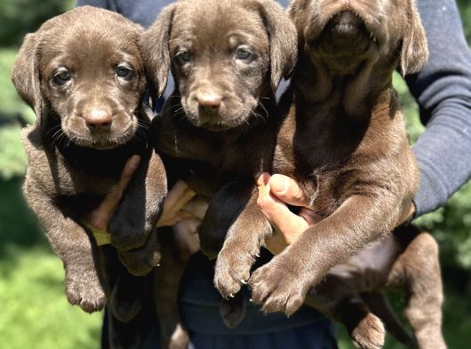 Çikolata Siyah Ve Krem Şampanya Labrador Yavrularımız görsel