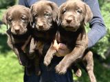 Çikolata Siyah Ve Krem Şampanya Labrador Yavrularımız