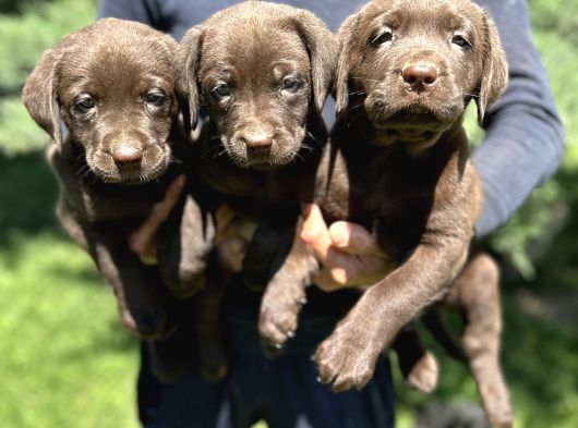 Çikolata siyah ve krem şampanya labrador yavrularımız
