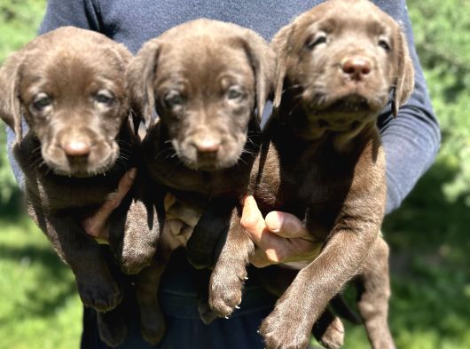 Çikolata Siyah Ve Krem Şampanya Labrador Yavrularımız görsel