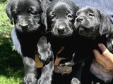 Çikolata Siyah Ve Krem Şampanya Labrador Yavrularımız