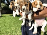 İki renk ve üç renk beagle yavrularımız