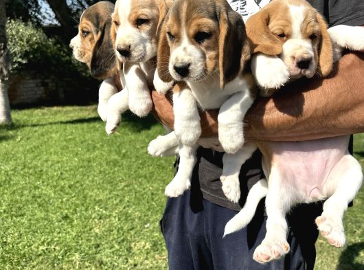 İki renk ve üç renk beagle yavrularımız