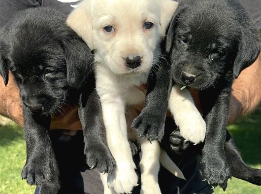 Labrador retriever yavrularımız