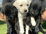 Labrador Retriever Yavrularımız