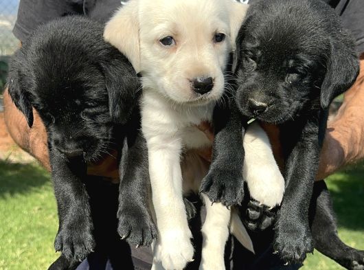 Labrador Retriever Yavrularımız görsel