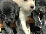 Labrador Retriever Yavrularımız
