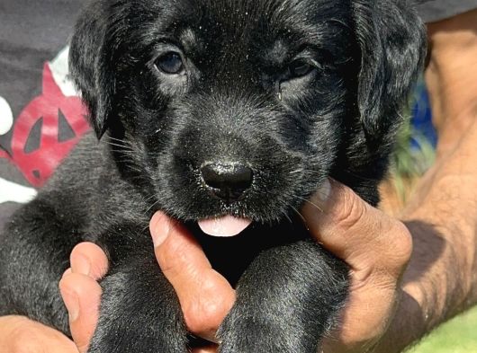 Labrador Retriever Yavrularımız görsel