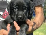 Labrador Retriever Yavrularımız