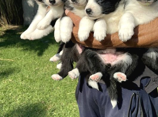 Siyah Beyaz Border Collie Yavrularimiz