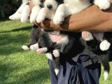 Siyah Beyaz Border Collie Yavrularimiz