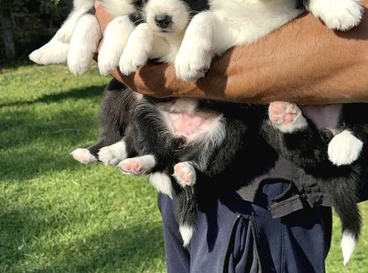 Siyah Beyaz Border Collie Yavrularimiz görsel
