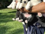 Siyah Beyaz Border Collie Yavrularimiz