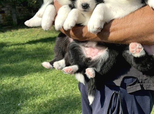 Siyah Beyaz Border Collie Yavrularimiz görsel