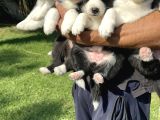 Siyah Beyaz Border Collie Yavrularimiz