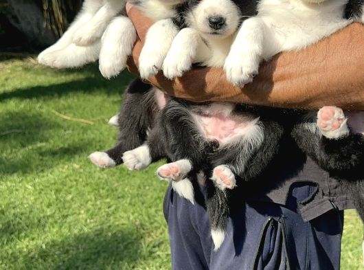 Siyah Beyaz Border Collie Yavrularimiz görsel