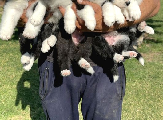 Siyah Beyaz Border Collie Yavrularimiz görsel