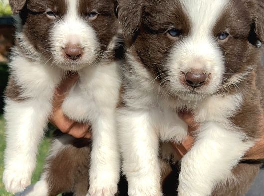 Kahverengi border collie Yavrularımız