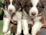 Kahverengi Border Collie Yavrularımız