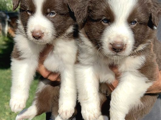 Kahverengi Border Collie Yavrularımız görsel
