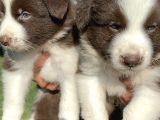 Kahverengi Border Collie Yavrularımız