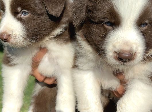 Kahverengi Border Collie Yavrularımız görsel