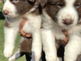 Kahverengi Border Collie Yavrularımız