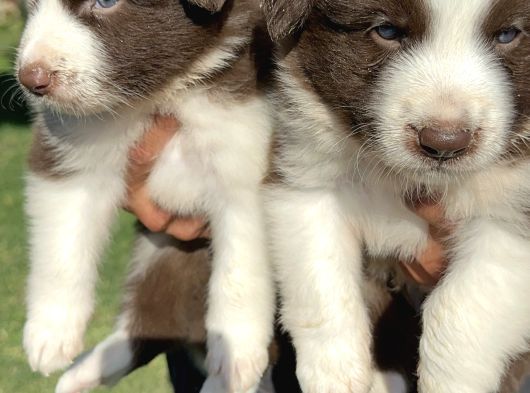 Kahverengi Border Collie Yavrularımız görsel