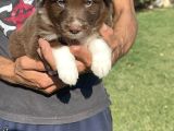 Kahverengi Border Collie Yavrularımız