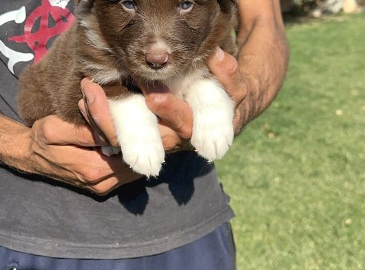 Kahverengi Border Collie Yavrularımız görsel