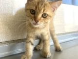 Scottish Shorthair Erkek Yavru 3 Aylık