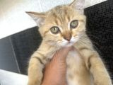 Scottish Shorthair erkek yavru 3 aylık