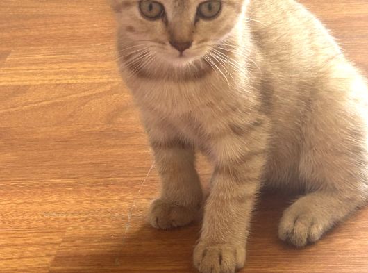 Scottish Shorthair Erkek Yavru 3 Aylık görsel