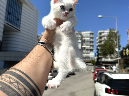 Wc Eği A Kalite Bebekler görsel