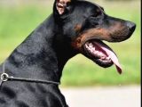 King size show kalite doberman yavrular