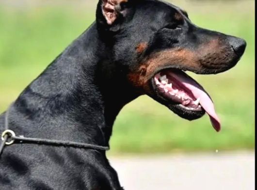 King Size Show Kalite Doberman Yavrular