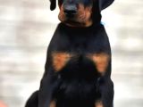 King Size Show Kalite Doberman Yavrular