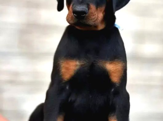 King Size Show Kalite Doberman Yavrular görsel
